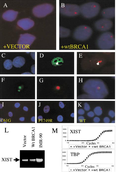 XIST RNA FISH Analysis of Naive and BRCA1-Reconstituted HCC1937 Cells ...