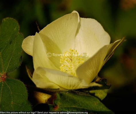 Cotton Plant Flower Gossypium Hirsutum Banglore Flower Show Jan 2013