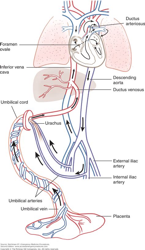 Umbilical Artery