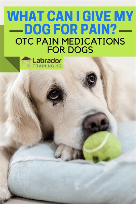 What Can I Give My Dog for Pain? OTC Pain Medications for Dogs [2024 ]