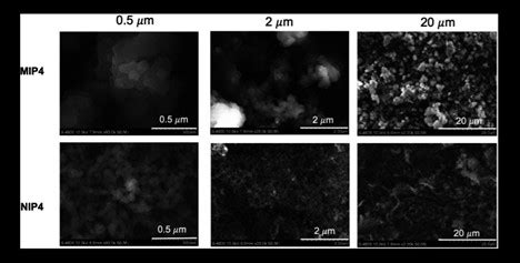 Co-precipitation polymerization of dual functional monomers and polystyrene-co-divinylbenzene ...