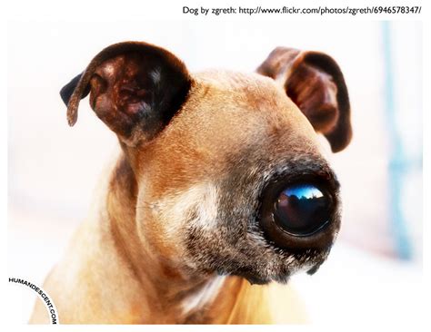 2012 03 03 All seeing eye dog | Wonderful dog photo by: zgre… | Flickr