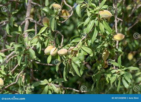 Almond Tree with Green Leaves and Nuts Stock Photo - Image of fruit, green: 301335898