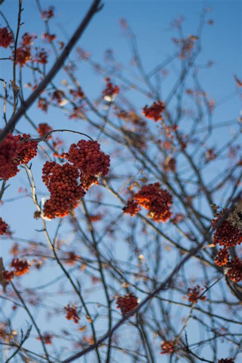 Red Fruits on Tree · Free Stock Photo