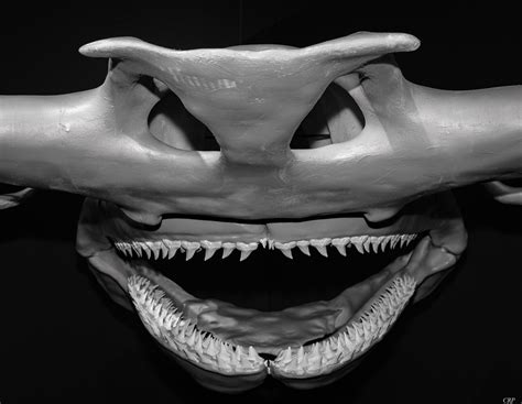 Hammerhead Shark - 3D print of skull | Idaho Museum of Natur… | Flickr