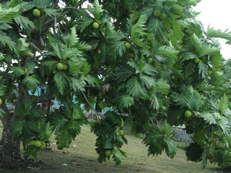 The botanists picnic: Wonderful breadfruit!