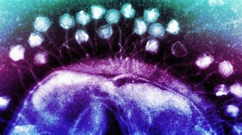 How viruses cooperate to defeat CRISPR -- Science & Technology -- Sott.net