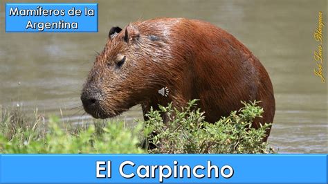 Topo 80+ imagem capibara argentina - Abzlocal.mx