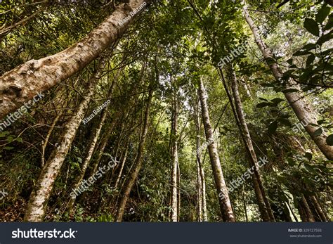 168 Moist broadleaf forests Images, Stock Photos & Vectors | Shutterstock