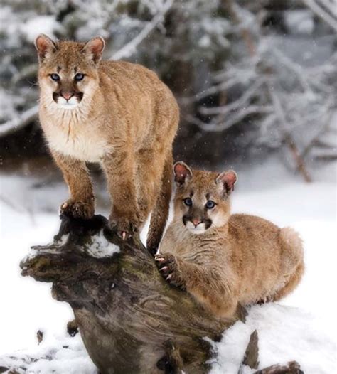 Cougar Biology & Behavior - Western Wildlife Outreach