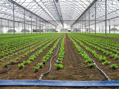 How to Build a Greenhouse Drip Irrigation System - Greenhouse Info