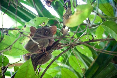 Philippine tarsier in Bohol Island Stock Photo | Adobe Stock