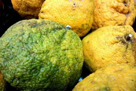 Strange fruit: 10 of the world's weirdest fruits - Plantura