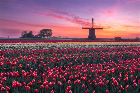 🇳🇱 Windmill & Tulips 🌷 : r/pics