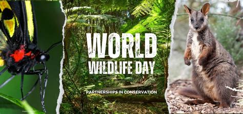 Celebrating our conservation partnerships this World Wildlife Day 2023 | Wildlife Preservation ...