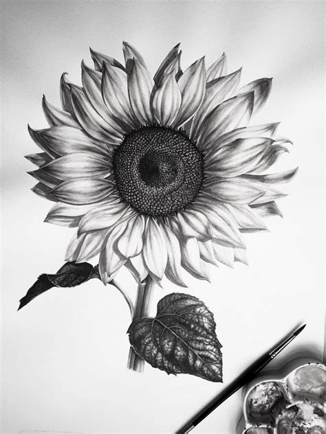 Pin on Tattoos | Sunflower drawing, Sunflower sketches, Flower drawing