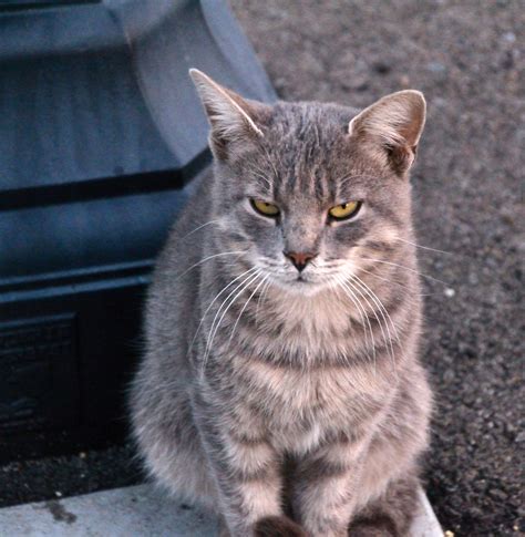 #cat #meow #photo #Iwillcutyou #Iwillkillyouinyoursleep angry cat :) | Angry cat, Cats, Cat ears