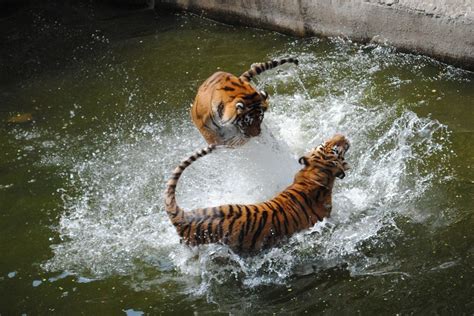 Tiger Jumping on Tiger in Water 3 | Abysim | Flickr