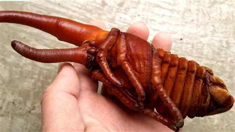 Hirofumi Kawano captures a rarely seen Hercules Beetle pupa. | Hercules beetle, Beetle, Life cycles