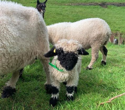 About The Breed - Valais Blacknose Sheep Cheshire