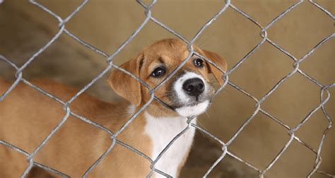 What You Need to Know Before Adopting a Rescue Dog [Most Important]