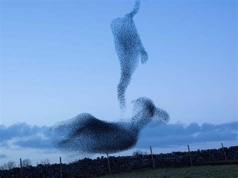 The Incredible Science Behind Starling Murmurations: Where and Why They ...