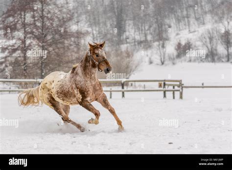 Horses Playing In Snow Wallpapers