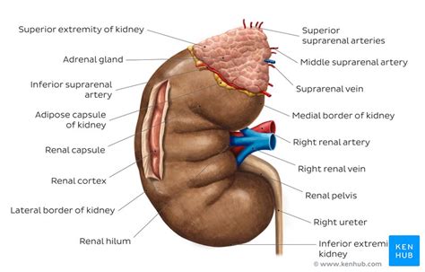 Kidneys - Anatomy, Location, Structure & Function | Kenhub