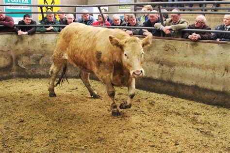 Fat cattle trade holding strong at Clogher Mart - Premium