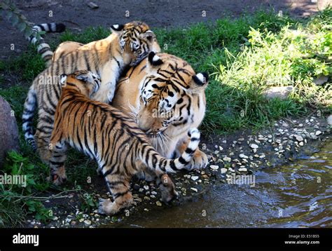 Family tiger hi-res stock photography and images - Alamy