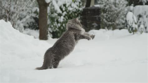 SLOW MOTION, CLOSE UP: Graceful Longhaired Grey Cat Laying In Fresh White Snow On Stunning ...