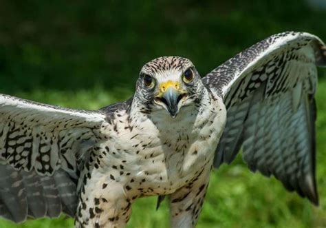 Falcon Symbolism: 9 Spiritual Meanings of Falcon