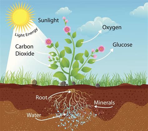 FIFTH GRADE: Plant Nutrition - PHOTOSYNTHESIS