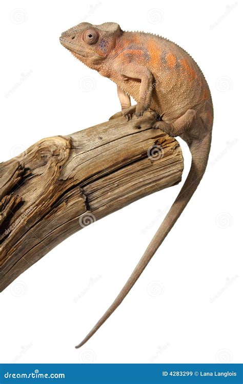 Female chameleon stock image. Image of arboricole, branch - 4283299