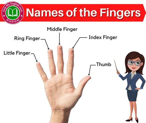 Five Fingers Names in English