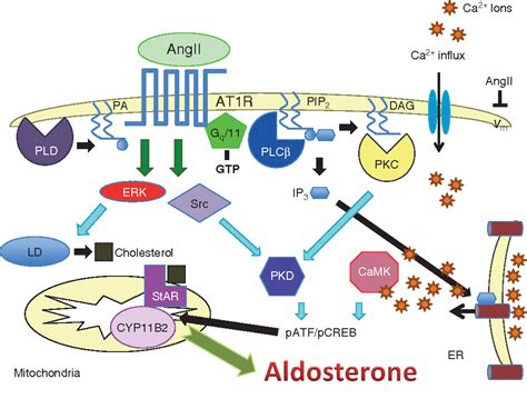 Figure 3 from Regulation of aldosterone synthesis and secretion. | Semantic Scholar