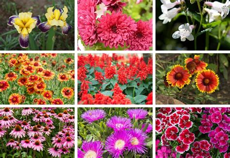 50 Perennial Flowers for Sun (Beautiful)