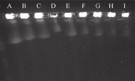 DNA fragmentation resulting from repair of DSB damage induced by... | Download Scientific Diagram