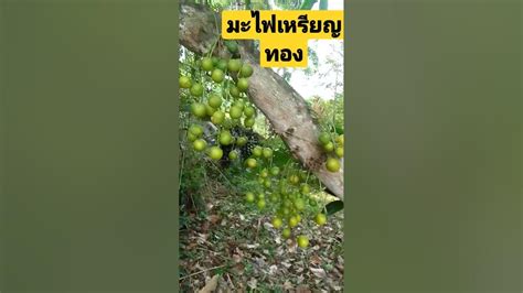 มะไฟพันธ์เหรียญทองใกล้จะเปลี่ยนสียังมีรสเปรี้ยว - YouTube