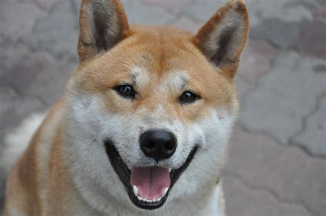 Are Shiba Inus Good for Allergy Sufferers?