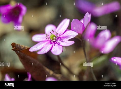 Hepatica hi-res stock photography and images - Alamy