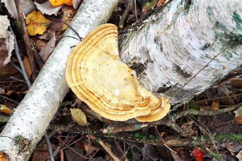 Chaga Mushroom stock image. Image of plant, stem, autumn - 26973329