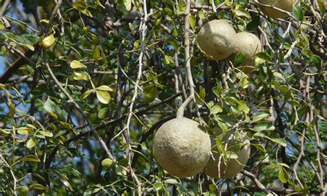 The Earth of India: All About Wood Apple Fruit