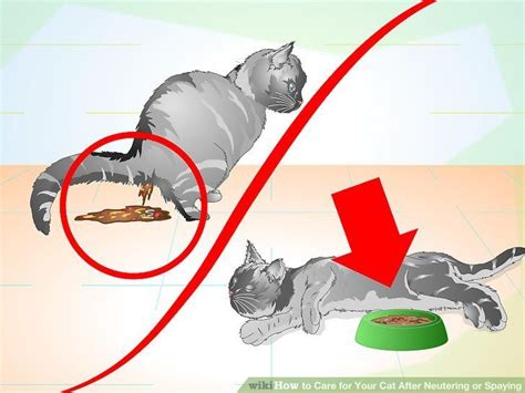 Male Cat Neutering Procedure - Wendy-has-Parks