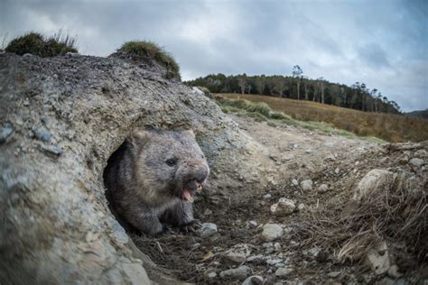 Wombat Emerging From Burrow | Sean Crane Photography