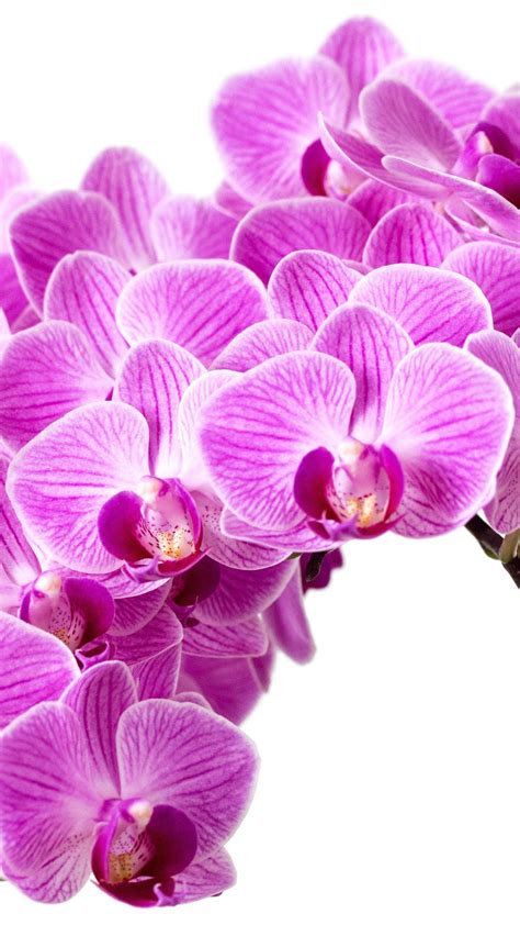 Purple Orchid Wallpapers on WallpaperDog