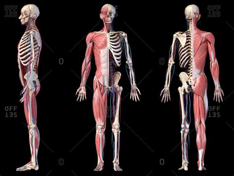 Human Body Bones Diagram : Bones In Human Body Human Skeletal System Human Bones Human Body ...