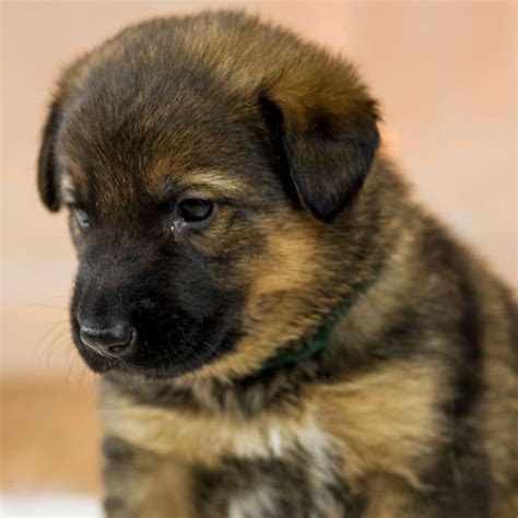 #1 | German Shepherd Puppies For Sale In Texas