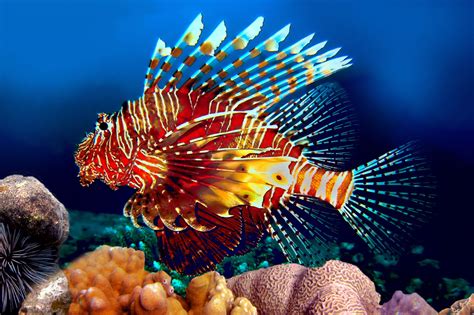 Unbelievably Fascinating Facts About Lionfish