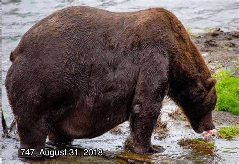 Fat Bear Week: Beadnose is Katmai National Park’s fattest bear - Vox